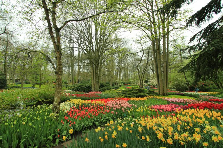 Day -1 Netherland: Keukenhof, Haarlem, and Leiden
